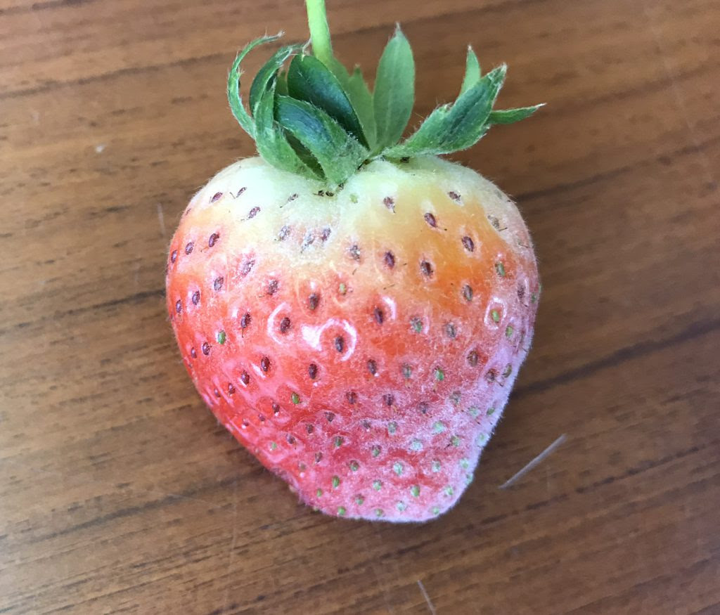 すべての美しい花の画像 50 素晴らしいいちご 白い 粉