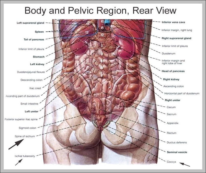 Browse our human anatomy organs diagram images, graphics, and designs from +79.322 free vectors graphics. Human Organs Back View Graph Diagram