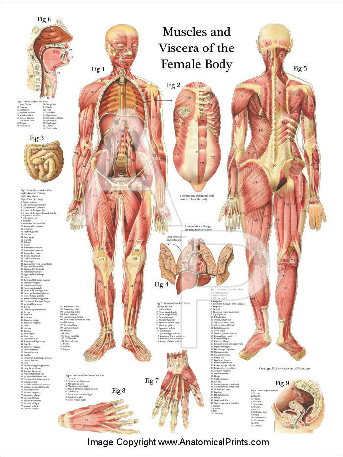 Find the perfect human body front and back stock photos and editorial news pictures from getty images. The Female Body Anatomy Anatomy Drawing Diagram