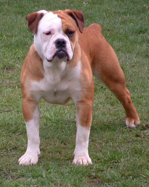 Check out our old english bulldog selection for the very best in unique or custom, handmade pieces from our shops. Oeb Color Info