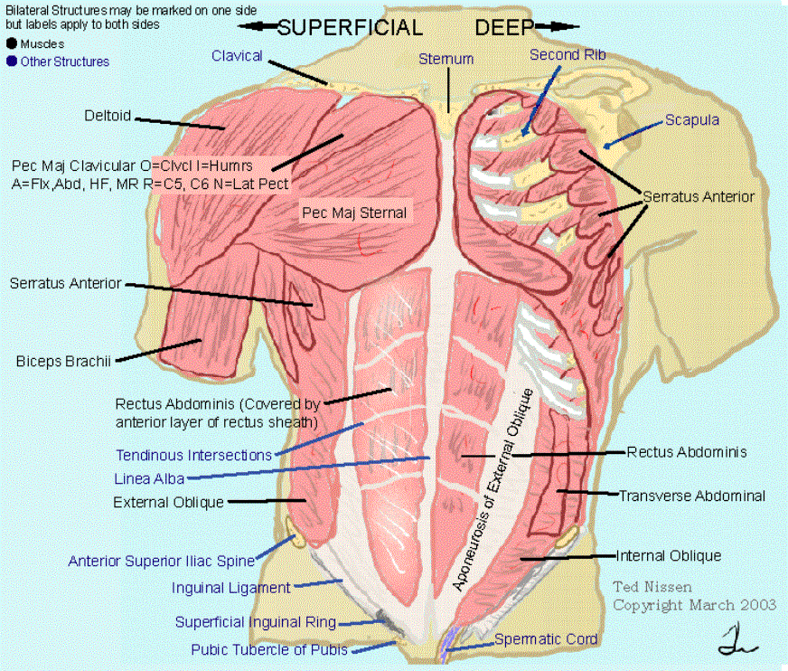 Torso, anterior (left) and lateral (right) views. Muscle Groups