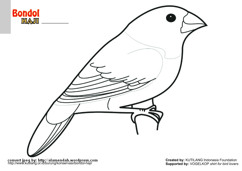 Gambar Binatang Burung Elang - Gambarrrrrrr
