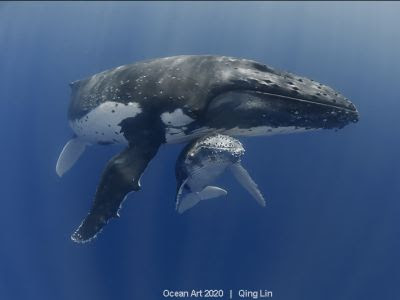 Une mère baleine à bosse photographiée avec son petit