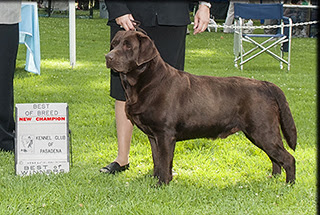 Hopefully this page has answered all of your. Labradors Southern California Akc Puppies