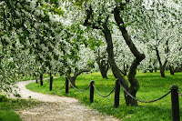 Когда цветут яблони в Коломенском парке в 2023 году