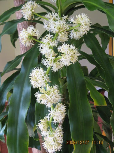 すべての花の画像 新鮮な幸福の木 花が咲く