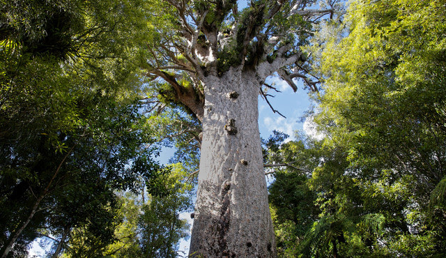 Tane Mahuta, el rey del bosque en Nueva Zelanda.