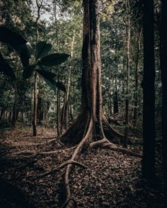 bosque amazonia vinicius