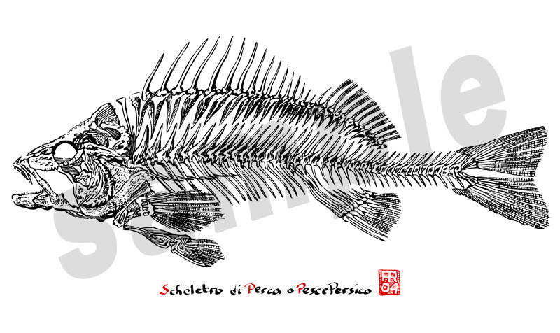 人気ダウンロード 魚 骨 イラスト フリー 3411 魚 骨 イラスト フリー Lasjpblogimg