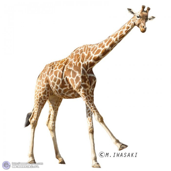 最新キリン イラスト 書き方 簡単 すべての動物画像