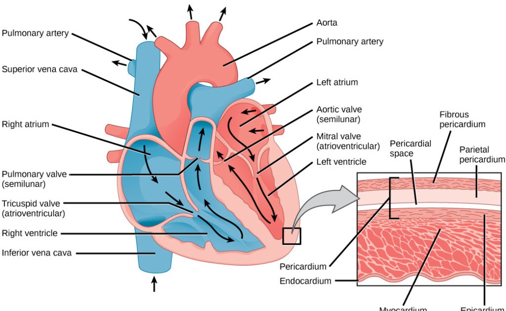 Label The Blood Vessel Human Bio - the human arterial and ...