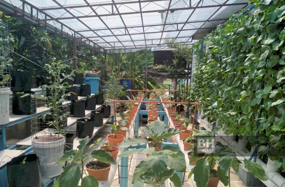 Tanaman Hidroponik Malaysia  Cara Penjagaan Sayur 