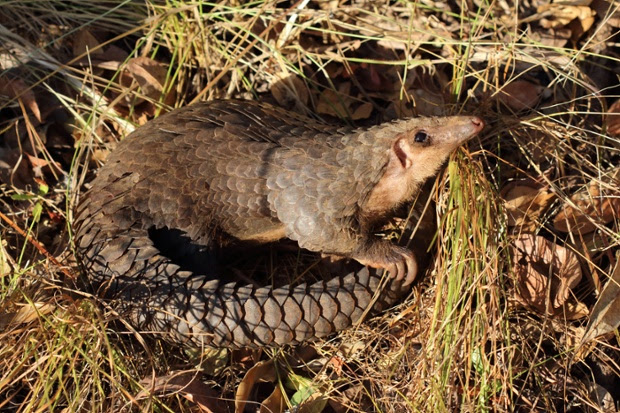 African White-bellied/Tree pangolin, Phataginus tricuspis