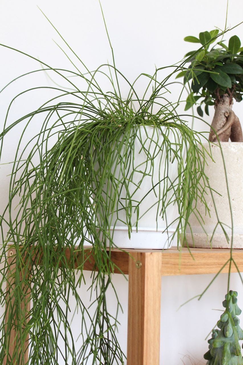 100 Epic Best観葉 植物 垂れる すべての美しい花の画像