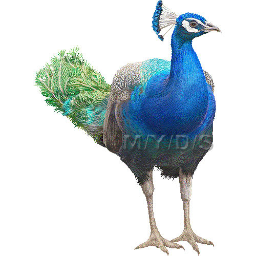 ロイヤリティフリー孔雀 イラスト 花の画像