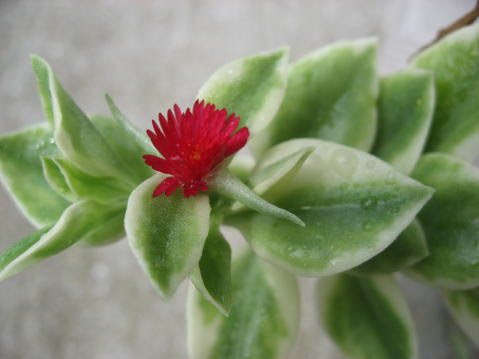綺麗な多肉 植物 赤い 花 最高の花の画像