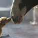 A Budweiser ad about the bond between a dog and a horse was a hit even before the game.