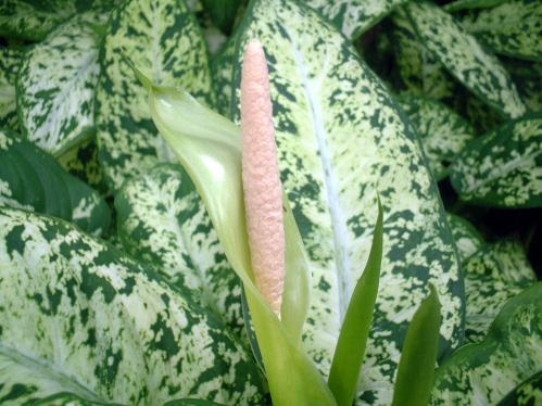 花の画像 写真 最も人気のある ディフェンバキア 花