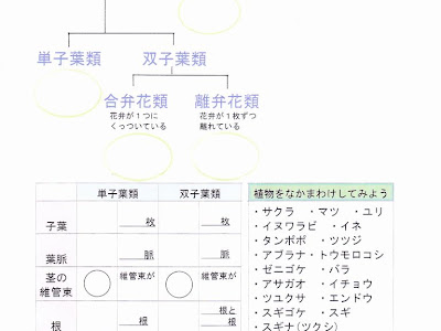 【人気ダウンロード！】 中学1年 理科 植物の分類 242110-中学1年 理科 植物の分類