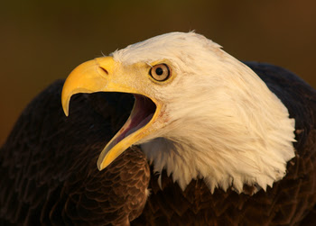 eagle