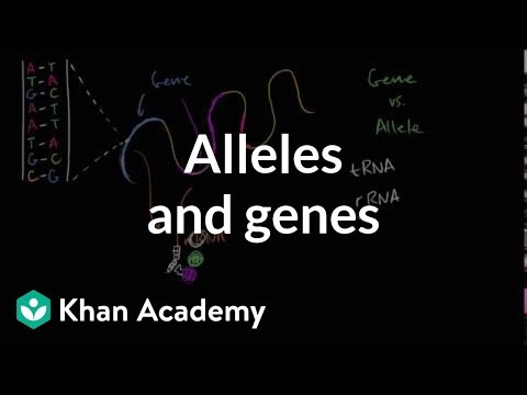 How Do Proteins Relate To Traits - Alleles Definition Allele Vs Gene Comparison Video Khan ...