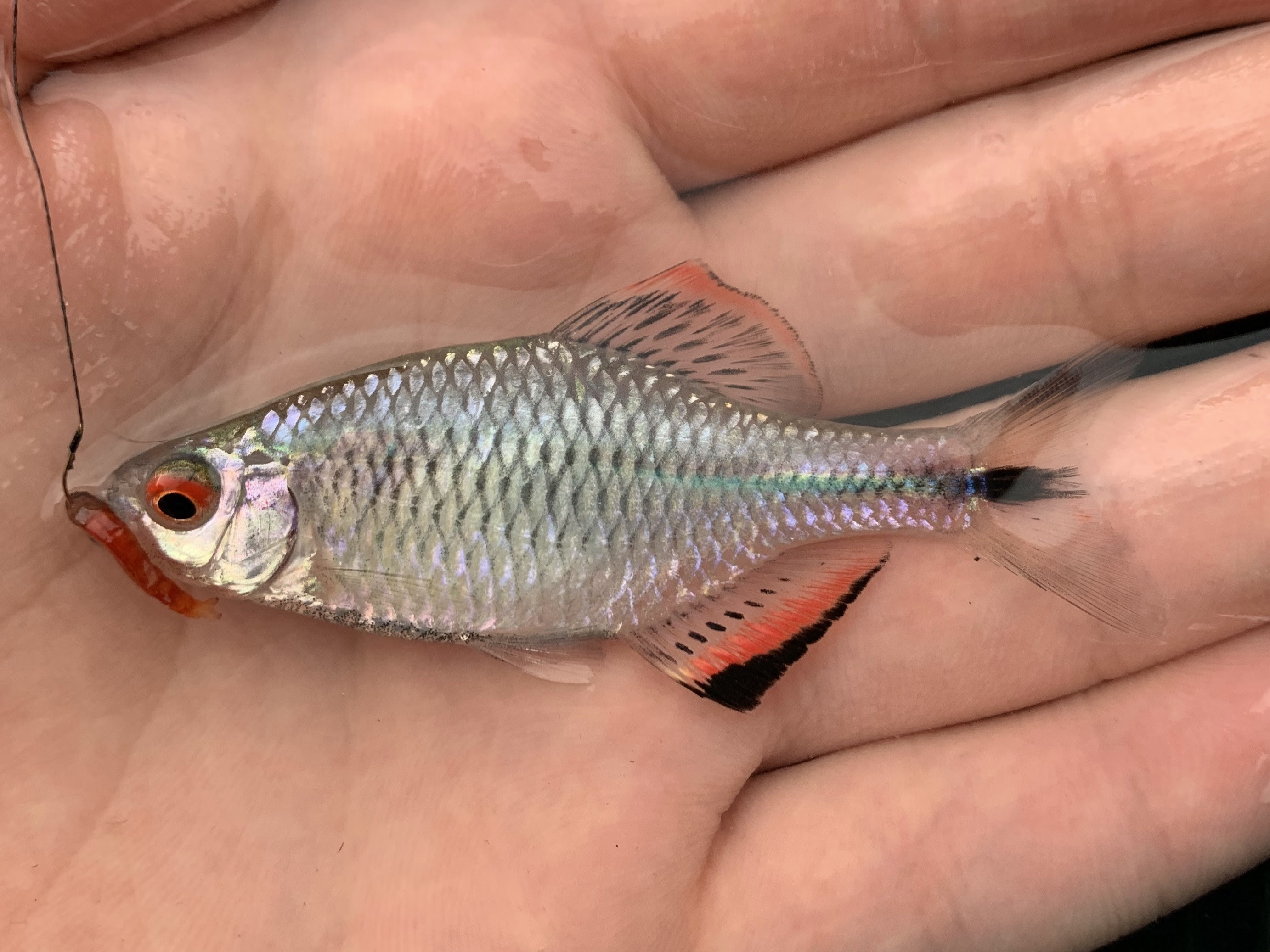 100 Epic Bestタナゴ 食べ方 すべての魚の画像