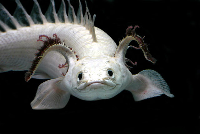 優雅古代魚種類