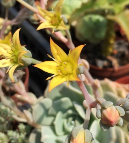 すべての美しい花の画像 ラブリー白 牡丹 花 言葉