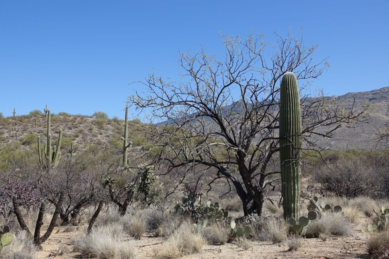 The most common cactus species at saguaro national park and. Saguaro National Park East Entlang Des Cactus Forest Drive Reisewuetig Com