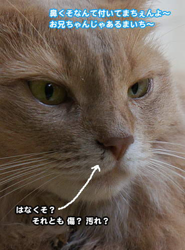 無料ダウンロード 子猫 鼻くそ 子猫 鼻くその取り方