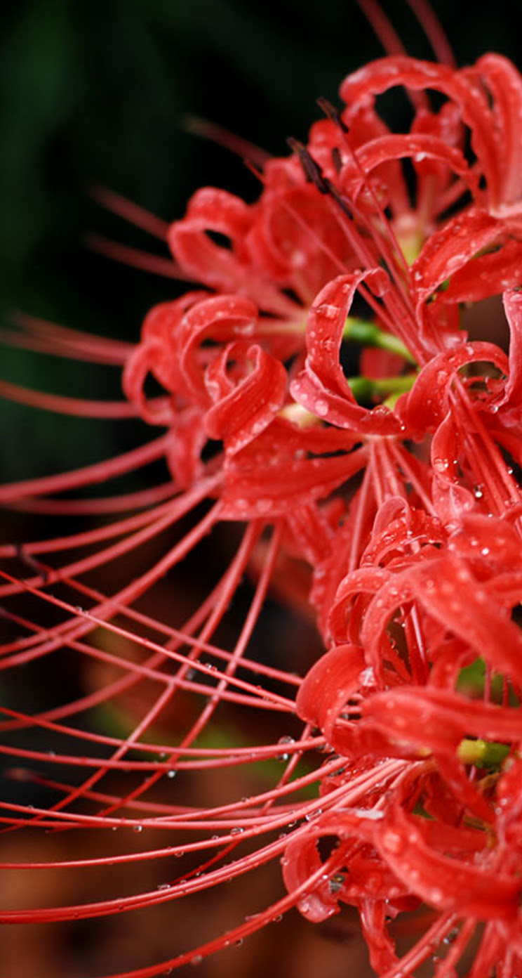 すべての花の画像 最新のhd彼岸花 壁紙 Iphone