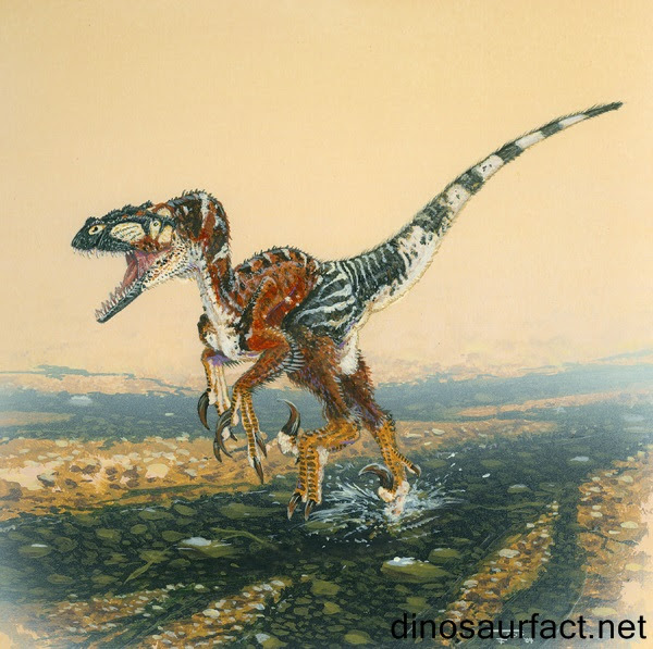 Utahraptor (meaning utah's thief) is a genus of large dromaeosaurid dinosaur that lived in north america during the early cretaceous period. Dfa Finale Utahraptor Vs Triceratops