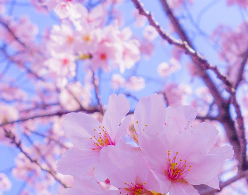  Wallpaper  Gambar  Anime  Bunga  Sakura  Gambarku
