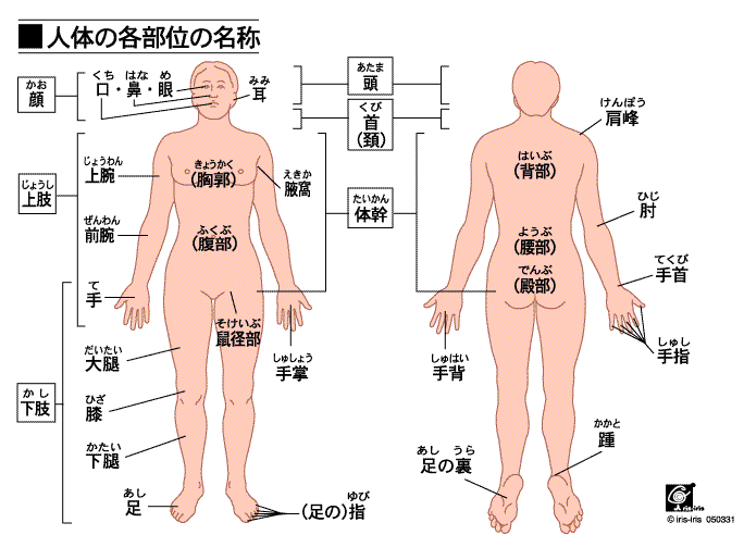 50 素晴らしい人間体部位名称 最高のぬりえ