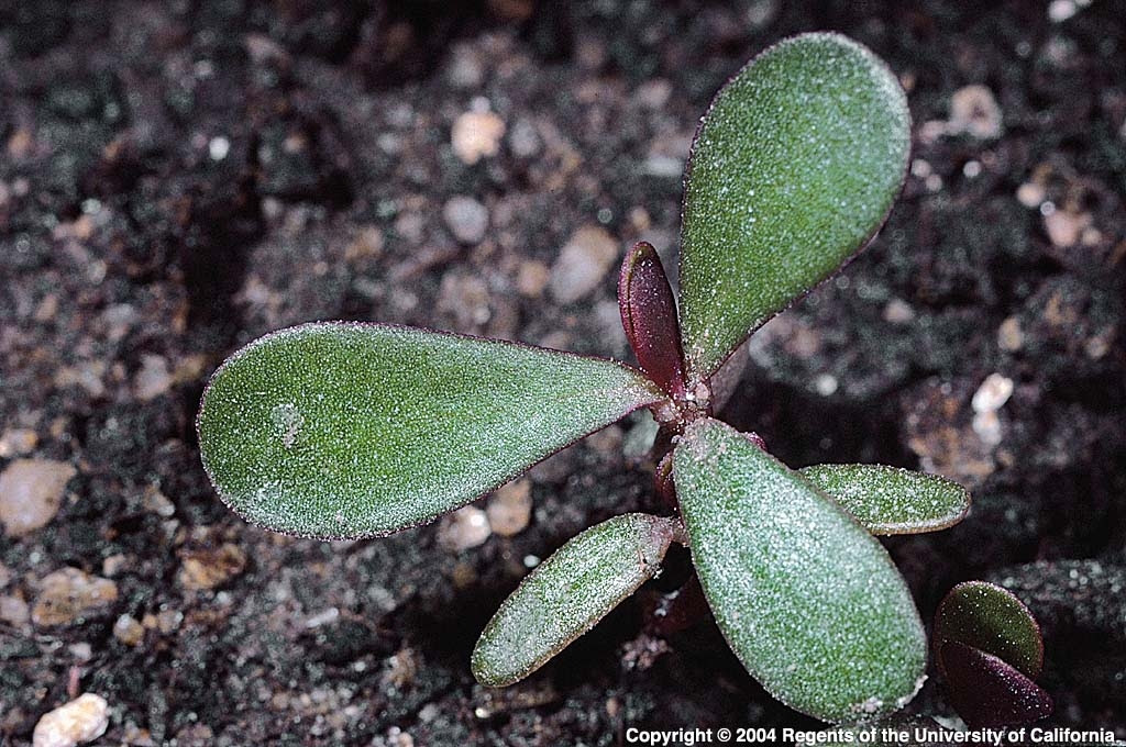 Invasive Weeds Uc Master Gardeners Diggin It In Slo Anr Blogs