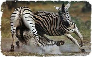 There is a healthy level of pressure to not only attend school. Wildlife Zebras Wildlife