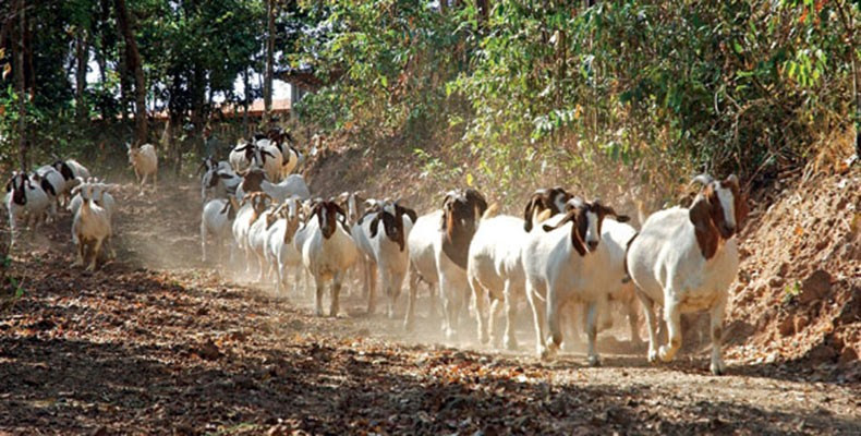 cabras_como_criar_ (Foto:  )