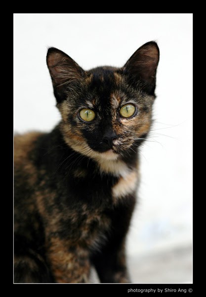  Cat  Photography Red  Black  White Tortoiseshell Cat 