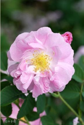 最新アメリア 花 美しい花の画像