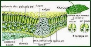 Gambar Penampang  Melintang Daun  Monokotil AR Production