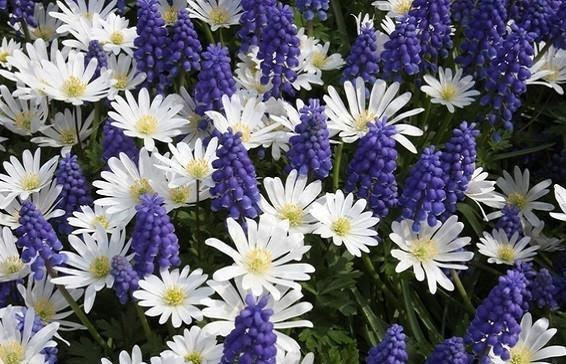 We did not find results for: The Secret To Massively Increased Blooms In Same Space Flower Bulb Easy To Grow Bulbs