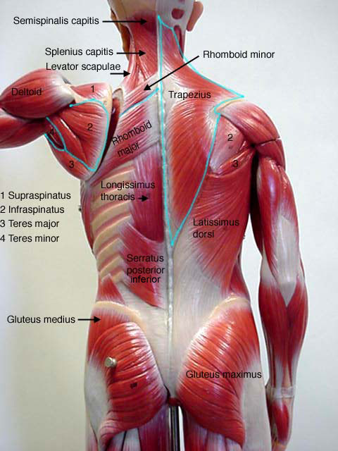 Pictured here are all the major muscle groups of the body. Male Muscle Model