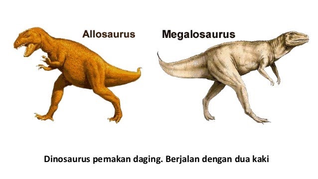  Contoh  Hewan  Pemakan  Segala Omnivora Toast Nuances