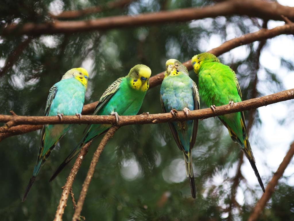 ラブリーセキセイ インコ 壁紙 すべての美しい花の画像