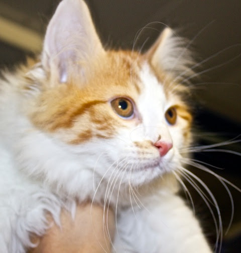 Chat Roux Et Blanc Poil Long Race Get Images