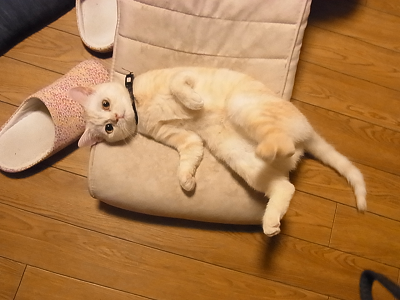 Jpirasuto1dsadg コレクション 犬 スロープ 自作 犬 スロープ 自作