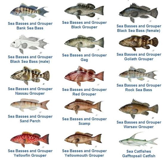 Florida Fishing Regulations Chart