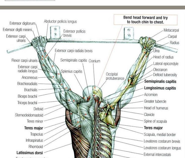 Body Muscle Diagram And Names : Major muscles of the body ...