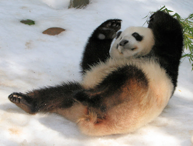  Gambar  Panda  Comel  Republika RSS