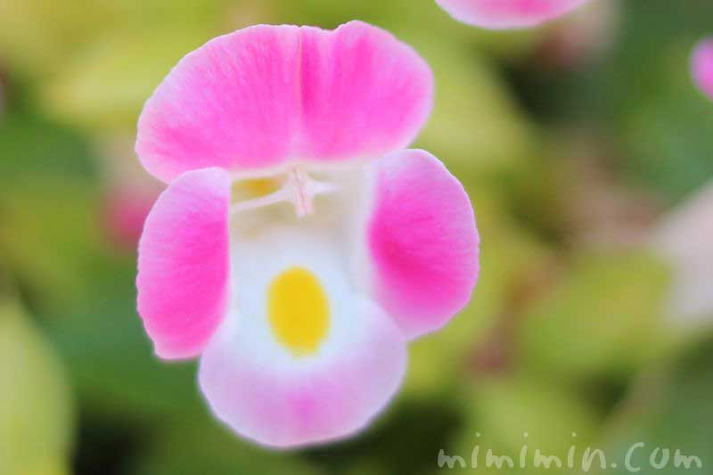 これまでで最高のトレニア 花言葉 すべての美しい花の画像